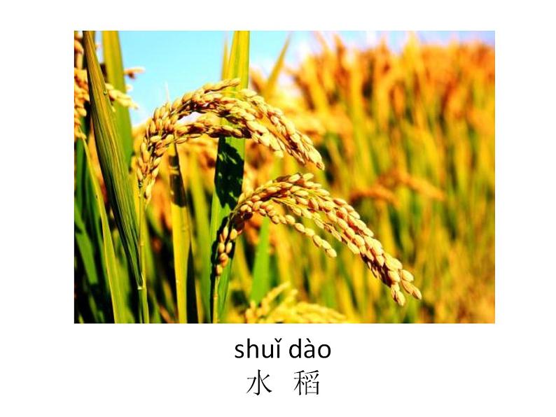 一年级下册科学课件-4.11 多姿多彩的植物 - 苏教版(共29张PPT)第6页