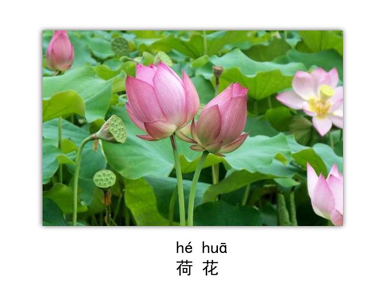 一年级下册科学课件-4.11 多姿多彩的植物 - 苏教版(共29张PPT)第8页