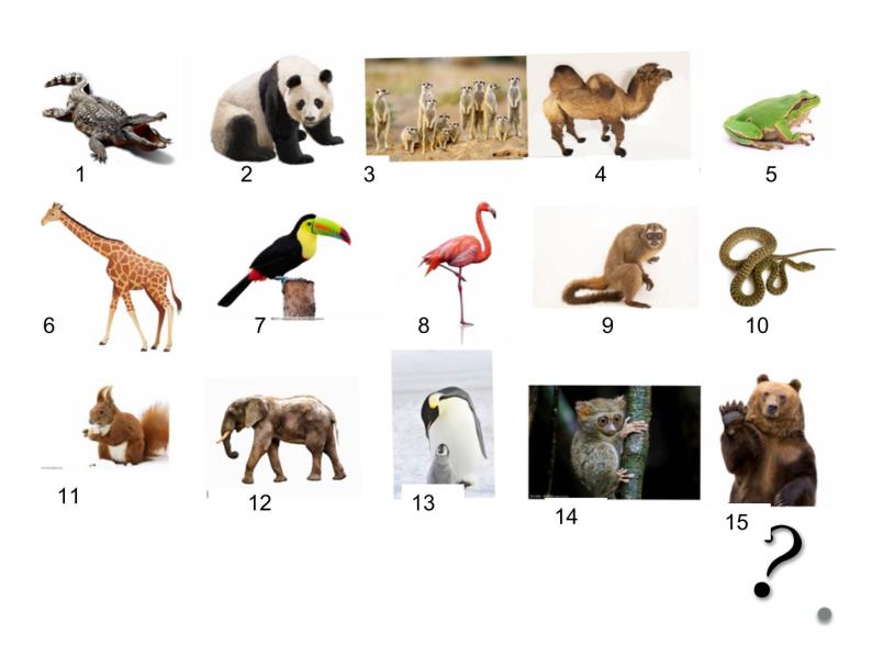 一年级下册科学课件-4.10 形形色色的动物 - 苏教版（共24张PPT）04