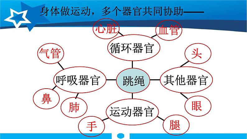 教科版科学四年级上册第四单元 《我们的身体》4.6 互相协作的人体器官 PPT教学课件02