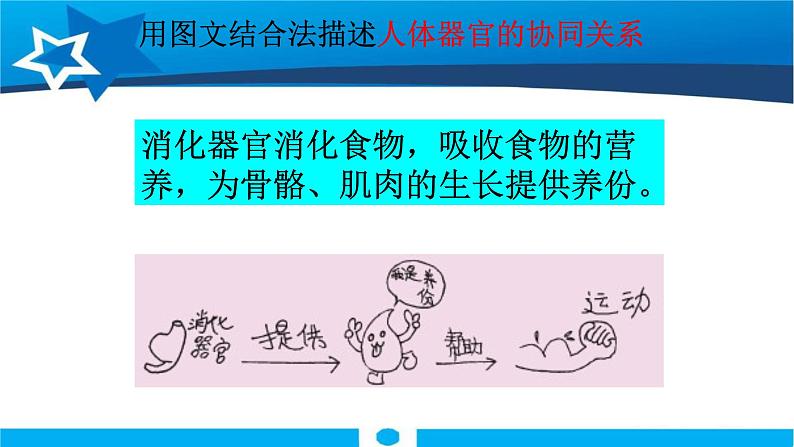 教科版科学四年级上册第四单元 《我们的身体》4.6 互相协作的人体器官 PPT教学课件04