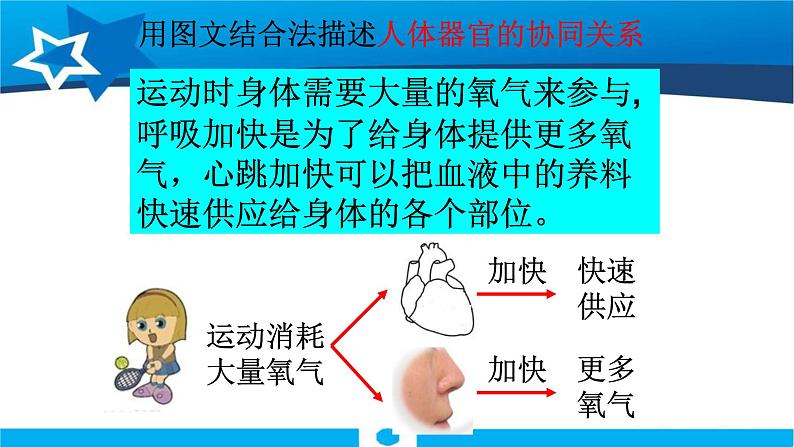 教科版科学四年级上册第四单元 《我们的身体》4.6 互相协作的人体器官 PPT教学课件05