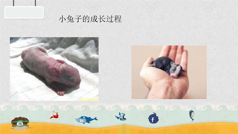 一年级下册科学课件-4.12 动物 人17-苏教版 15张第4页