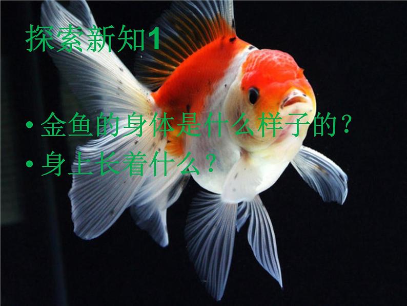 小学科学教科版一年级下册 5观察鱼 1 课件第4页