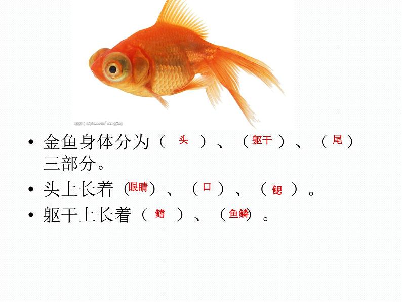 小学科学教科版一年级下册 5观察鱼 1 课件第6页