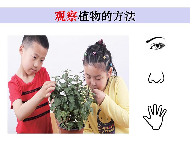 小学科学 教科2017课标版 一年级上册 3观察叶 课件第3页