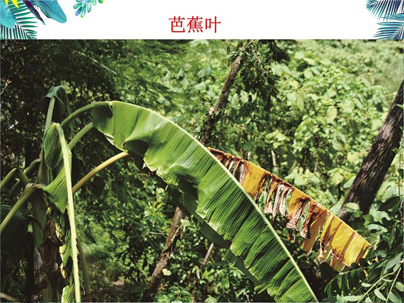 小学科学 教科2017课标版 一年级上册 3观察叶 课件第4页