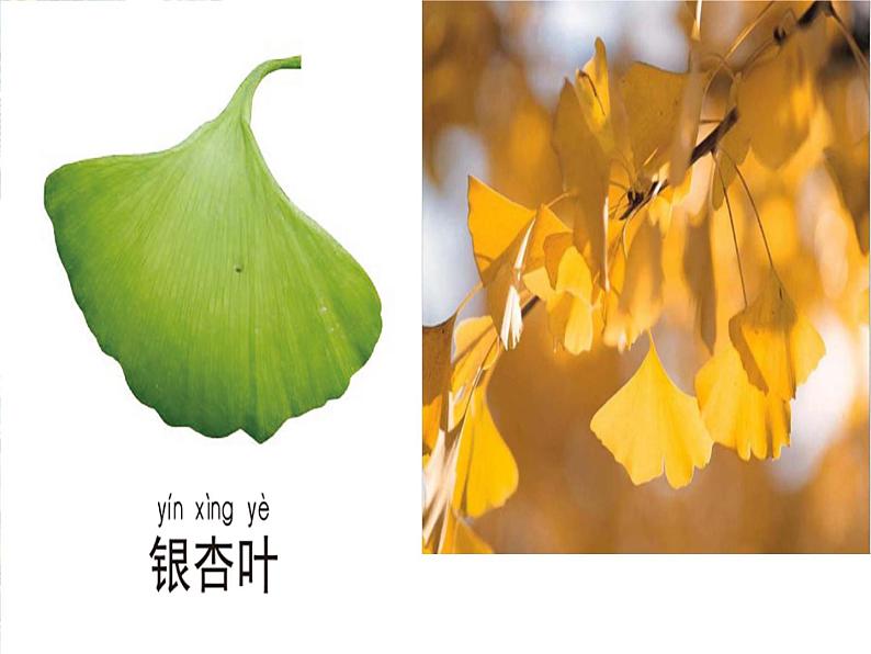 小学科学 教科2017课标版 一年级上册 3观察叶 课件第8页