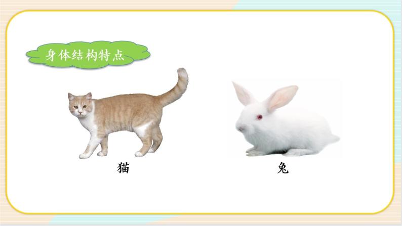 人教鄂教版一上科学2.5《猫和兔》授课课件+内嵌式音视频资料07