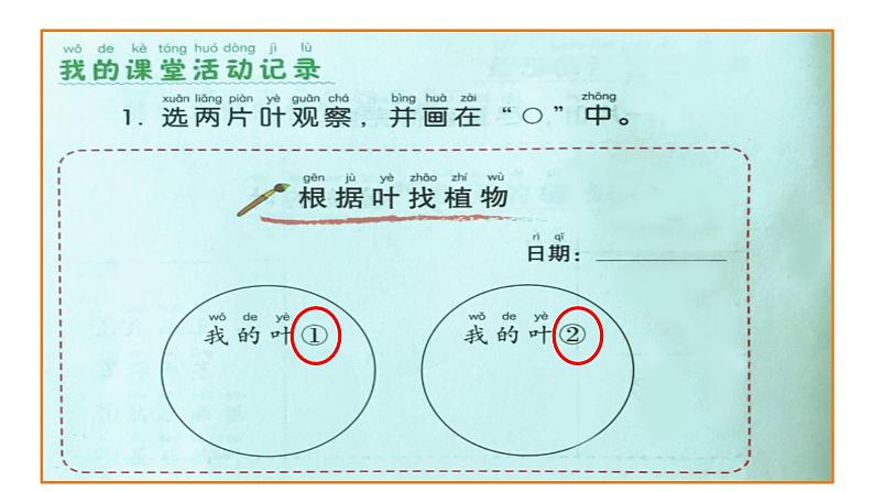 小学科学 教科版 一年级上册 这是谁的叶 部优课件04
