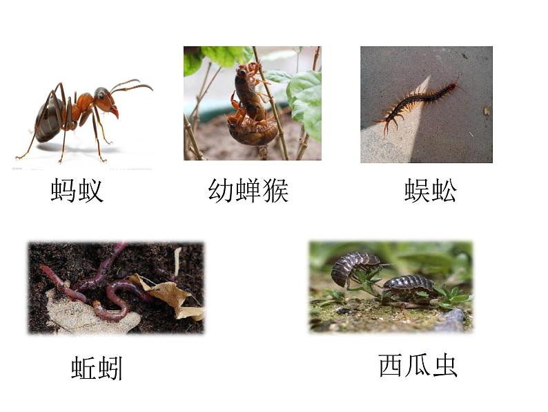 小学科学 青岛版 一年级下册 《土壤中的小动物》部优课件第3页