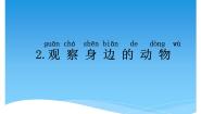 科学一年级下册2 观察身边的动物授课课件ppt