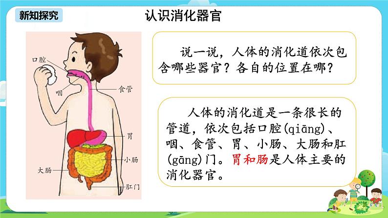 湘科2017版四年级上册第二单元1.《我们的消化》课件+教学设计+练习及答案+视频素材05
