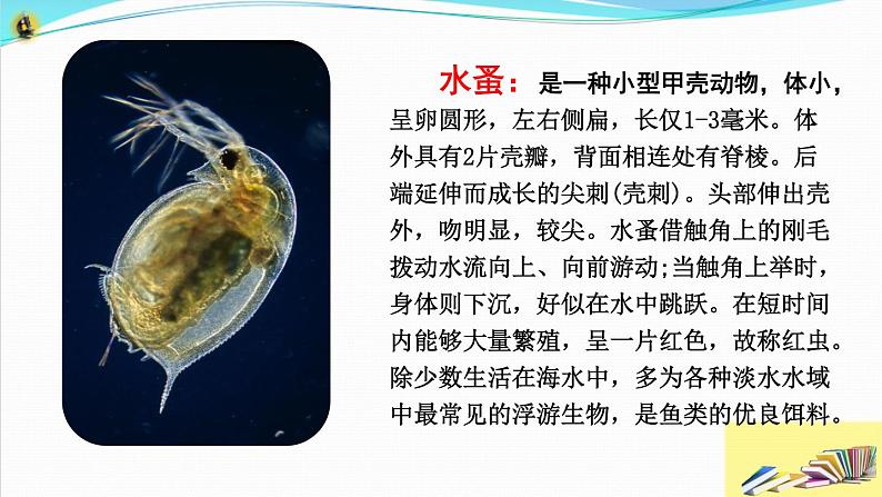 六年级科学上册《观察水中微小的生物》教学课件 教科版2017第6页