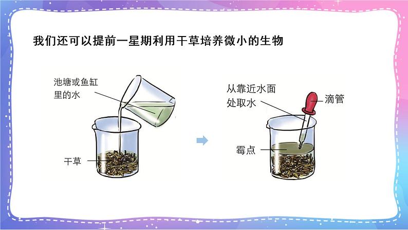六上科学 第6课 观察水中微小的生物 课件PPT+教案+视频素材06