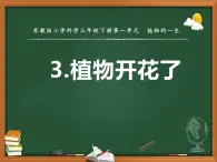 三年级下册科学3植物开花了教学课件（苏教版）