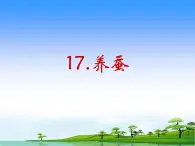 17.《养蚕》教学课件