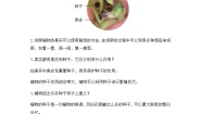 小学科学教科版 (2017)四年级下册6.果实和种子课后练习题