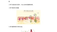 2021学年3.种子长出了根同步训练题