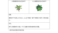 科学四年级下册4.茎和叶一课一练