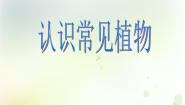 小学科学1 认识常见植物课文内容ppt课件