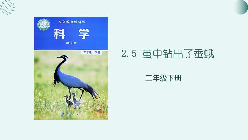 教科版科学三年级2.5《茧中钻除了蚕蛾》课件+教案+视频02