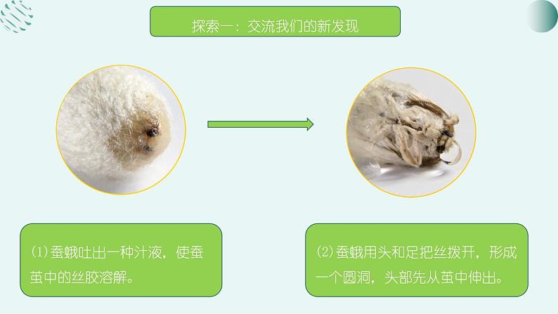 教科版科学三年级2.5《茧中钻除了蚕蛾》课件+教案+视频08