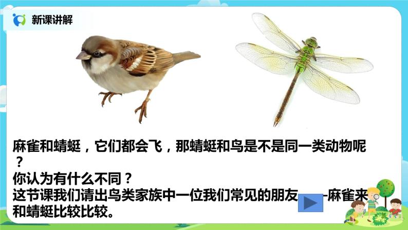 粤教版科学三上1.2《蜻蜓与麻雀》课件+教案+同步练习05