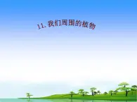 11.我们周围的植物教学课件