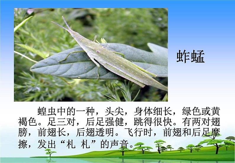 14.土壤中的小动物教学课件第4页