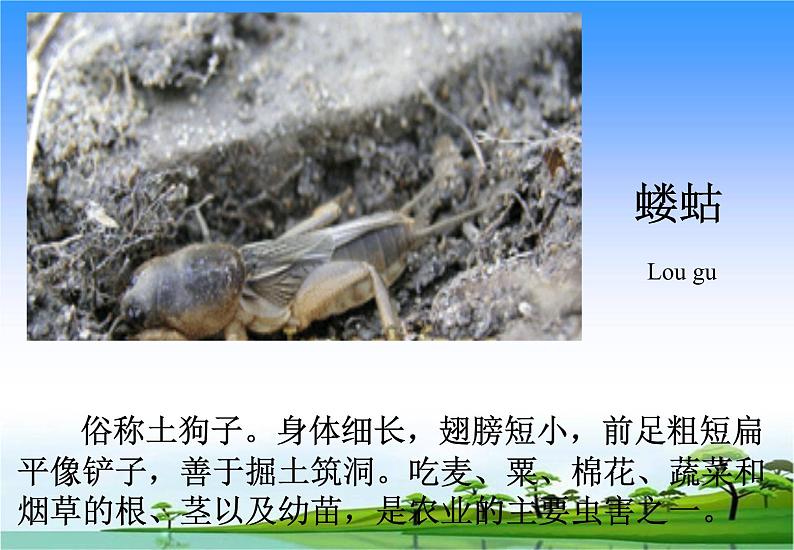 14.土壤中的小动物教学课件第5页