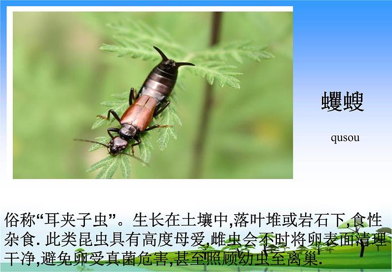 14.土壤中的小动物教学课件第6页
