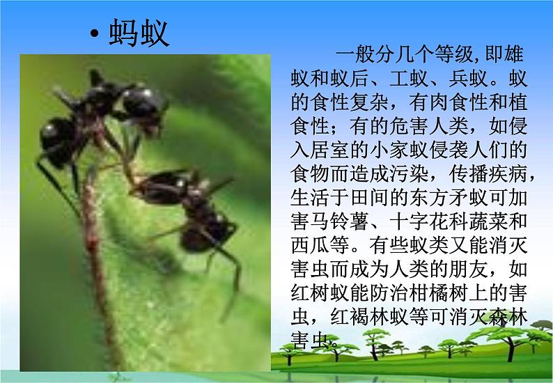 14.土壤中的小动物教学课件第7页