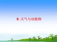 9.天气与动植物教学课件