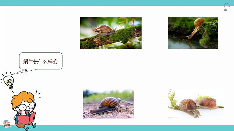 2.3《观察一种动物》课件第4页