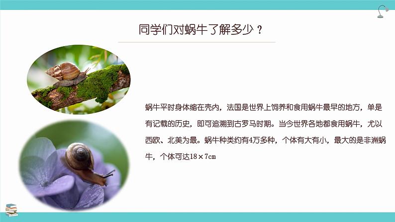 2.3《观察一种动物》课件第5页