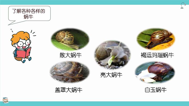 2.3《观察一种动物》课件第6页