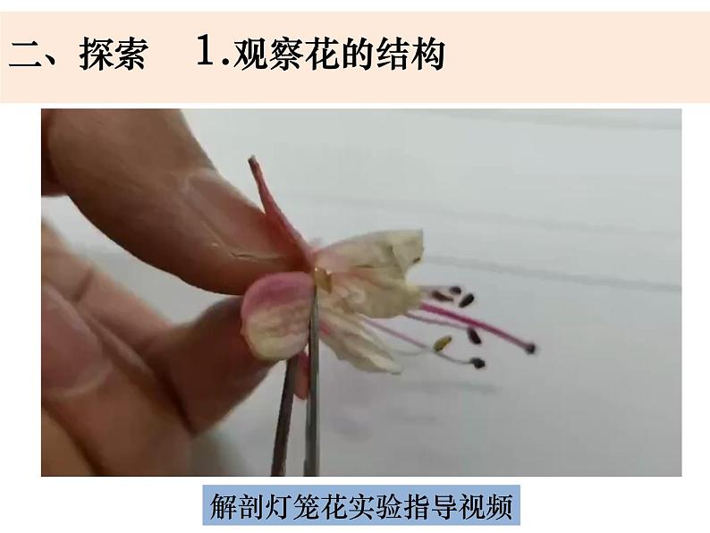 四下《凤仙花开花了》第3页