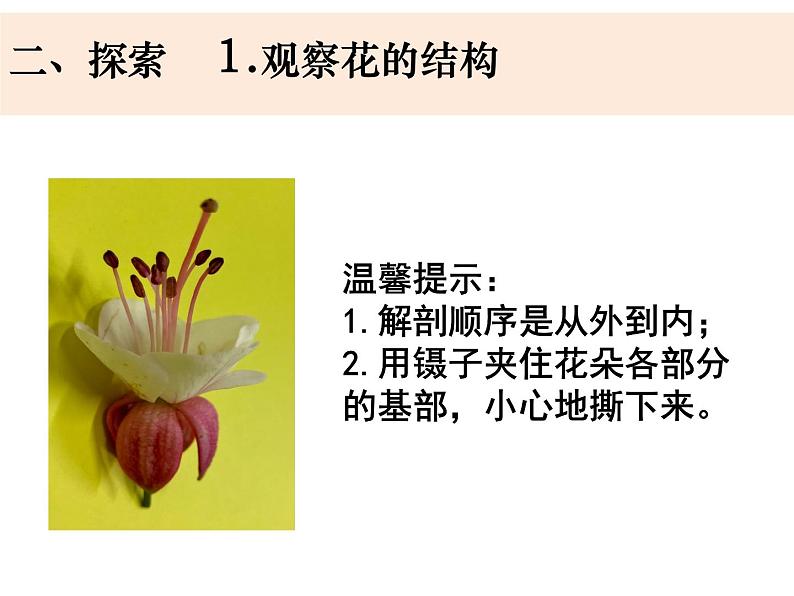 四下《凤仙花开花了》第4页