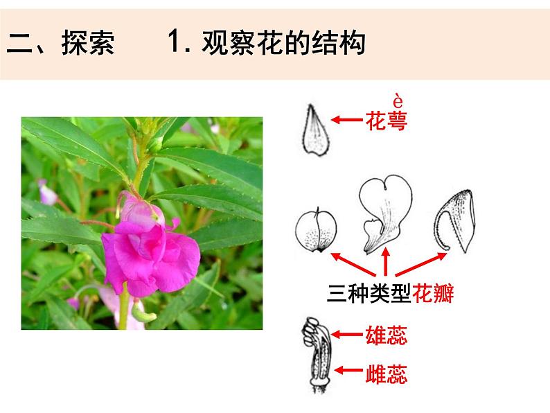 四下《凤仙花开花了》第6页