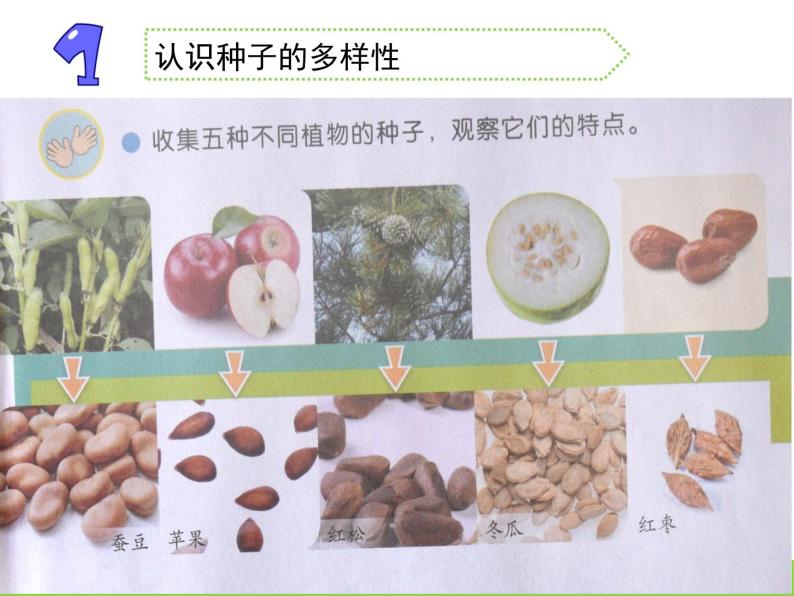 苏教版三年级下册科学1.种子发芽了（第一课时）课件+教案+素材+实验记录单02