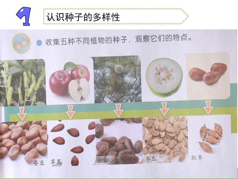 苏教版三年级下册科学1.种子发芽了(第一课时)课件+教案+素材+实验记录单02