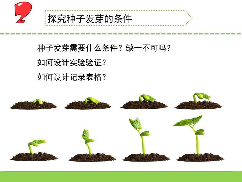 苏教版三年级下册科学1.种子发芽了(第一课时)课件+教案+素材+实验记录单04