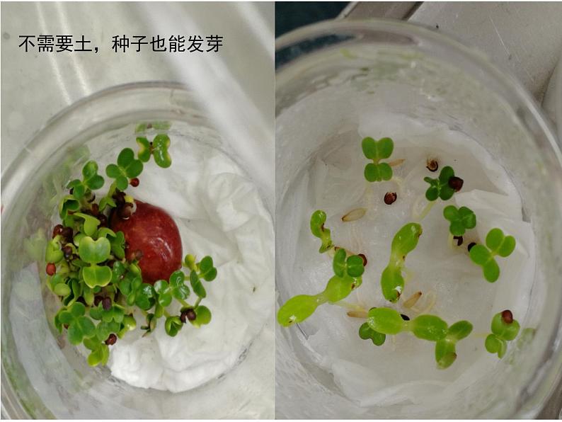 苏教版三年级下册科学1.种子发芽了(第一课时)课件+教案+素材+实验记录单08