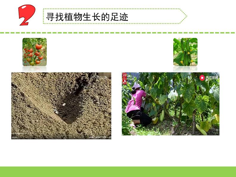 4.植物结果了(福建 林美玲 李琳)(第一、二课时)第4页