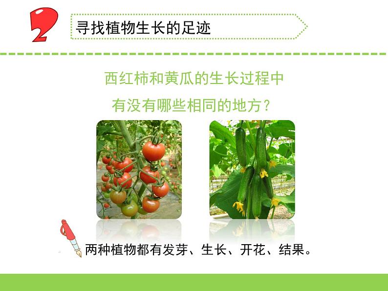 4.植物结果了(福建 林美玲 李琳)(第一、二课时)第5页