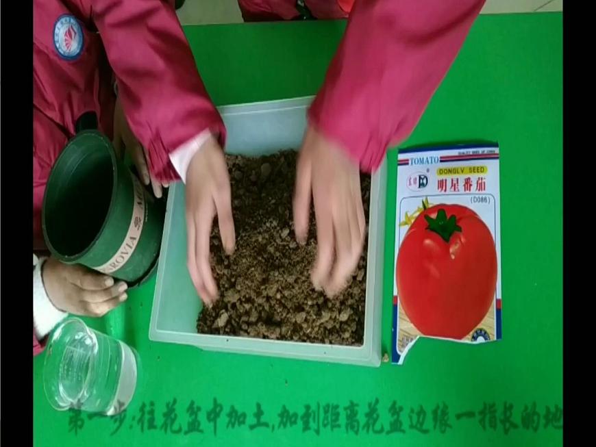 1.種子發(fā)芽了 (第一課時)第4頁
