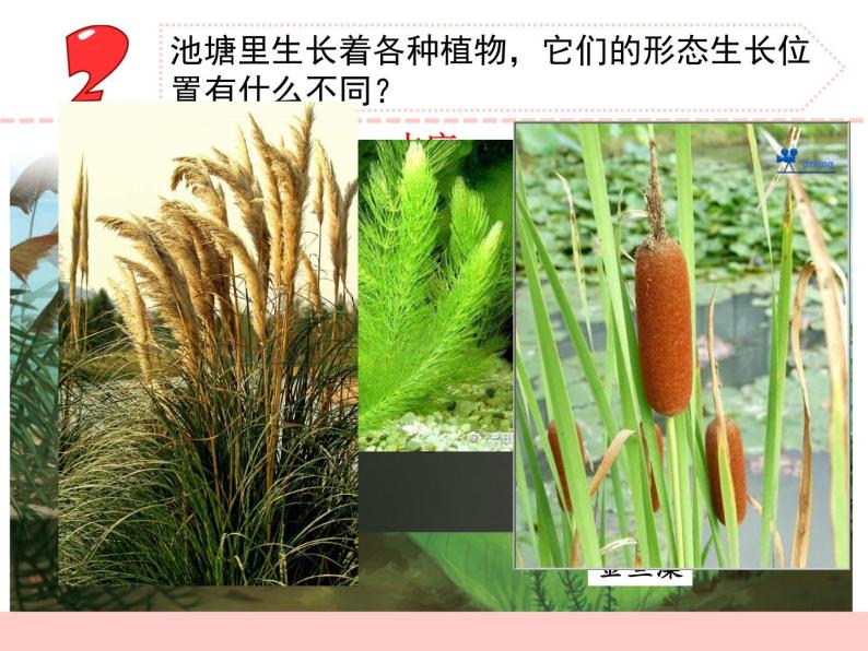 苏教版三年级下册科学7.水里的植物（课件+教案+素材+实验记录单06