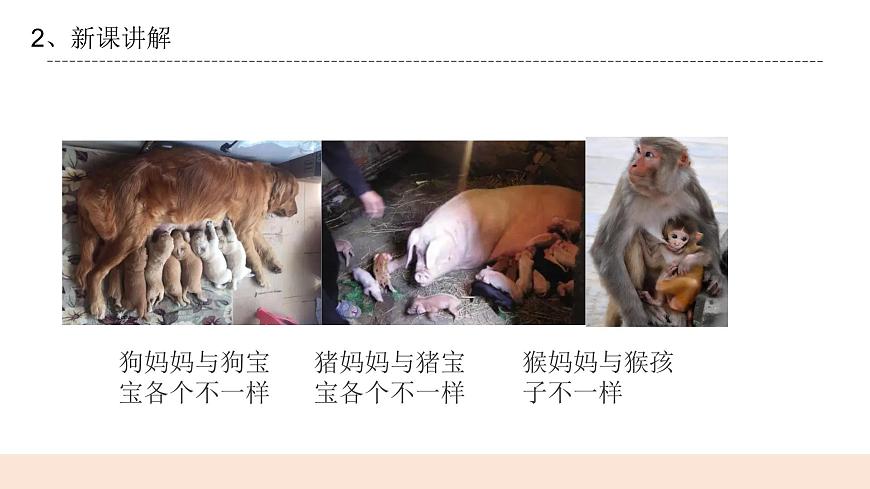 4.3《生物的變異現(xiàn)象》課件第8頁(yè)