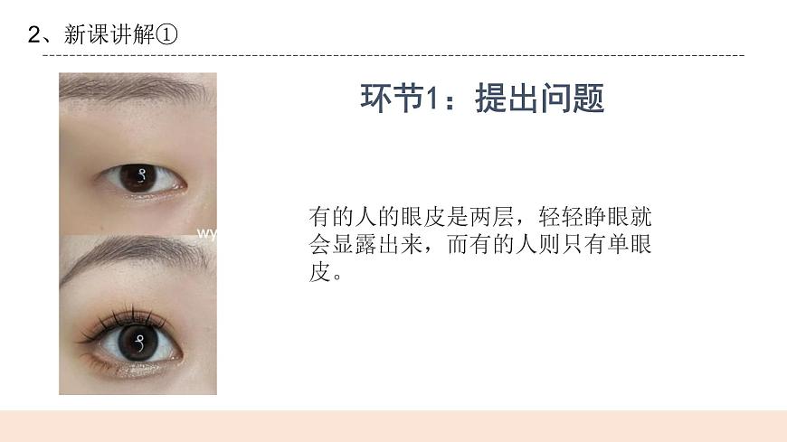 4.2《專題探究：外貌特征能遺傳嗎》課件第4頁(yè)